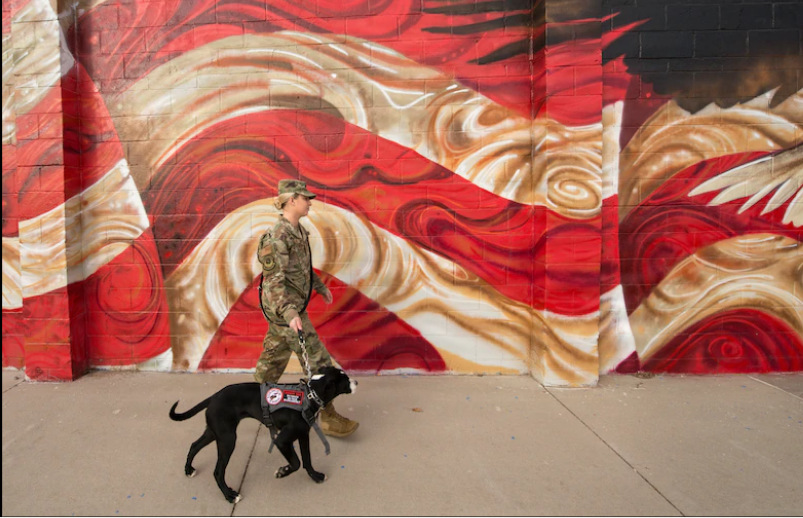 Rescue dogs help heal wounded warriors
